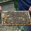 Beekeeping in Ca Mau recognised as national intangible heritage