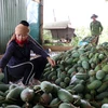 Son La ships 30 tonnes of fresh mangoes to US