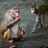Thailand continues testing COVID-19 vaccine on monkeys