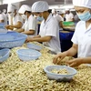 Cashew nut exports grow in first five months