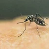 Laos reports over 2,000 cases, five deaths from dengue fever