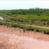 Wetland nature reserve founded in Thai Binh province