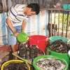 Ca Mau’s traditional sauce making recognised as national cultural heritage