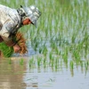 Cambodia’s rice exports rise in first half