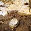 200-million-year-old mollusc fossils found in Gia Lai province