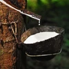 Thailand’s rubber industry faces gloomy outlook