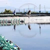 Shrimp exports to surge as year-end demand increase in the offing