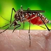 Laos records 254 more dengue fever cases 