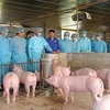 Vietnam aims to be free of African swine fever by 2025