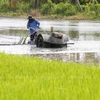 Thailand approves rice price guarantee scheme for 2020-2021 