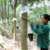 Rubber companies report lower earnings amid falling rubber prices