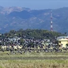 Thousands of Asian openbills forage for food in central Vietnam