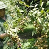 Vietnam works to boost longan exports to China 