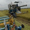 Thailand adjusts rice strategy to improve competitiveness