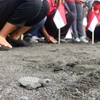 Indonesia releases over 10,000 baby turtles into sea