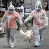 Philippines bans chicken imports from Brazil over COVID-19 scare