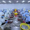 Bac Lieu moves towards country’s shrimp production hub 