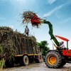 Vietnam promotes measures to manage local sugar market