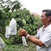 Mekong Delta’s fruit farming area to be expanded