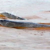 Cambodia to seek UNESCO recognition for dolphin areas 