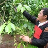 36,000 ha of coffee sustainably grown in central highlands under VnSAT project