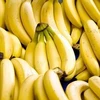 Philippines may lose in banana export race