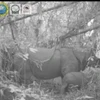 Two endangered Javan rhino calves spotted in Indonesia