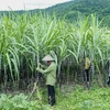 Vietnam initiates anti-dumping investigation on sugar imported from Thailand