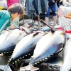 Tuna exports to EU surging