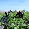 Vietnam, Netherlands seek to boost trading in fruits, vegetables