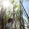 Opportunities await sugarcane farmers if they change way of thinking