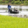 Thailand sees opportunities to boost rice exports to EU