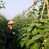 Agriculture contributes 0.13 percentage point to Vinh Phuc’s growth