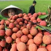 Hai Duong’s lychee, longan export successful beyond expectation 