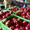 EVFTA helps boost Vietnam’s agricultural exports to EU 