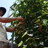 Vietnam’s pepper exports forecast to recover