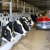 Numerous dairy firms enjoy profit growth in Q3