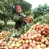 Agriculture sector works towards reaching 40 bln USD export target