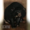 Asiatic black bears handed over to rescue centre
