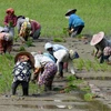 Indonesia: Agriculture only sector to post growth in 3rd quarter