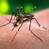 Laos posts over 7,600 dengue fever infections 