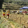 Domestic runners triumph at Vietnam Mountain Marathon 2020