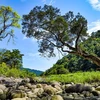 Vu Quang National Park receives ASEAN Heritage Park certificate