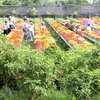 Dong Thap's flower, ornamental plant output surges 