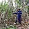 Local sugar industry calls for fair competition