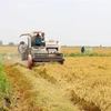 Long An to expand high-quality, hi-tech rice farming