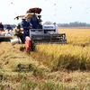 Dong Thap expands high quality rice cultivation