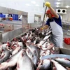 Tra fish export value hits 1.2 billion USD in 10 months 