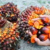 Indonesia raises crude palm oil export tariffs