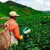 Malaysia to adopt smart farming 